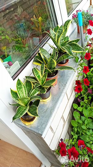 Сансевиерия Голден Ханни Щучий хвост