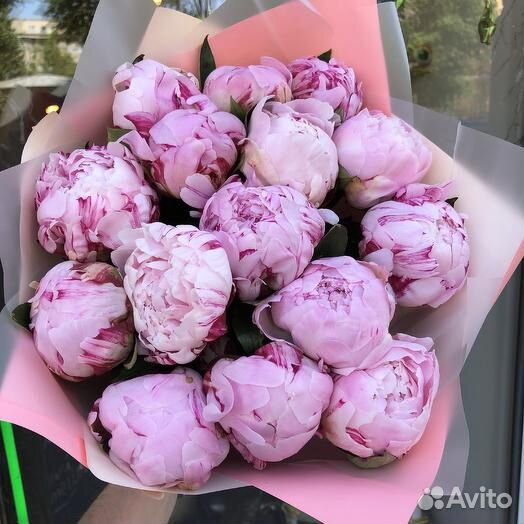 Пион Голландия Розовые