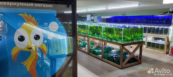 Мидия криспата расписная двустворка - Scaby crispa