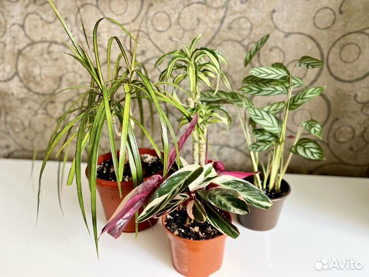 Комнатные растения строманта, ктенанта, драцена