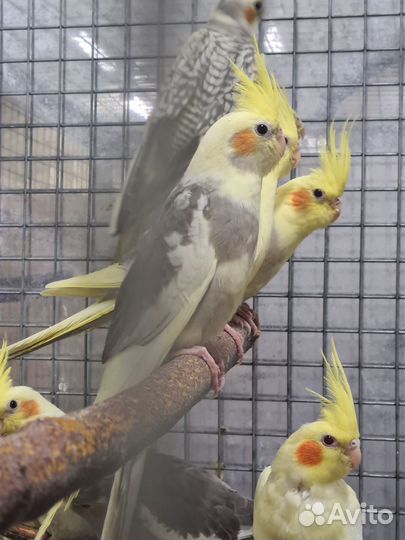 Попугай корелла