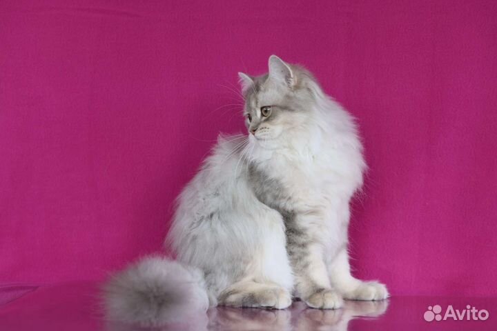 Британская золотая шиншилла