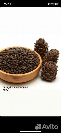 Продам Байкальский кедровы орех