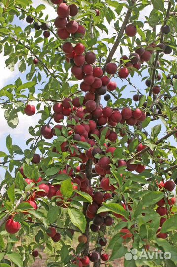 Саженцы плумкота