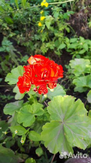 Пеларгония герань