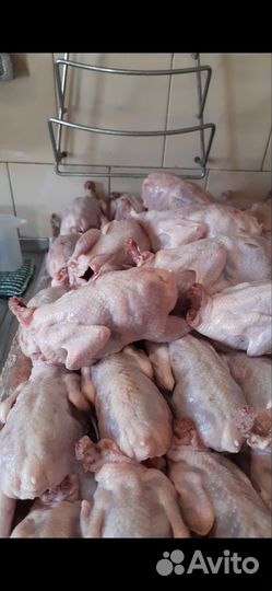 Яйца перепелиные домашние