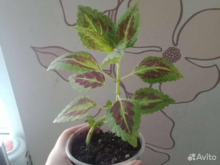 Колеусы
