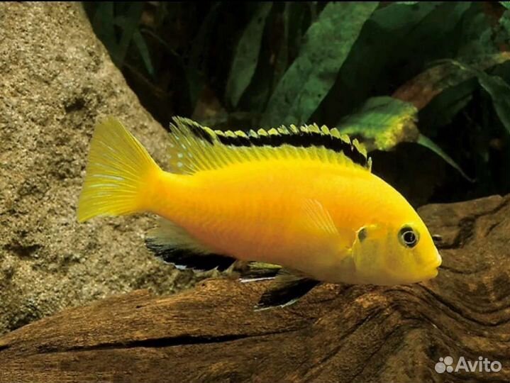 Лабидохромис Еллоу