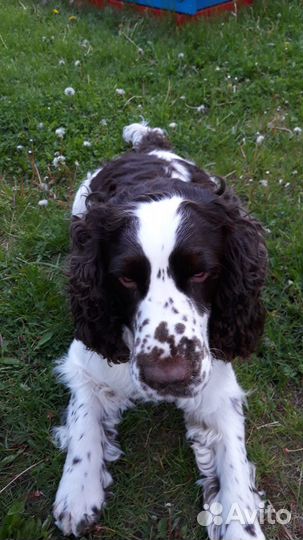 Спрингер Спаниель вязка