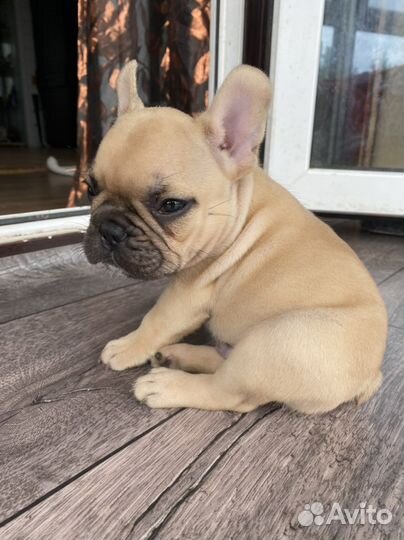 Французский бульдог