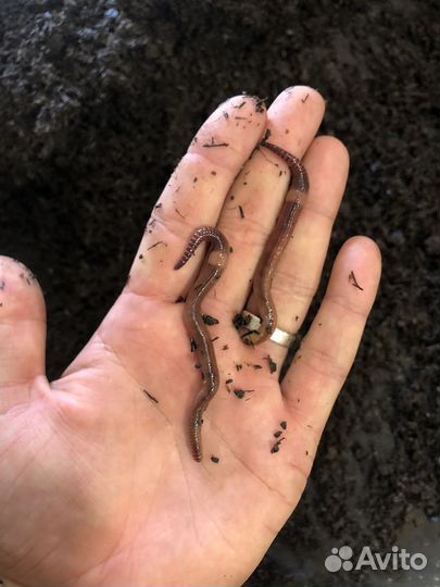 Червь Дендробена