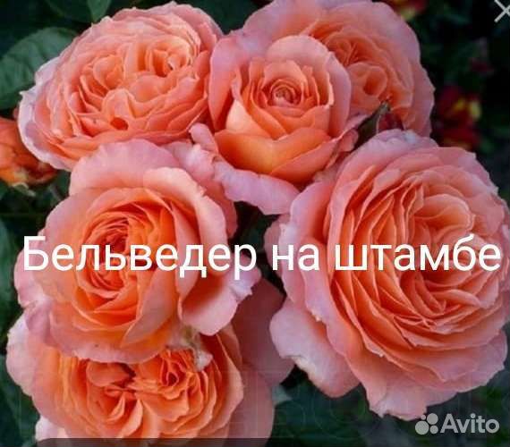 Роза на штамбе в ассортименте