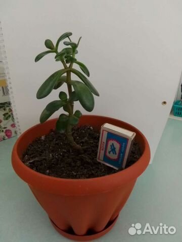 Цветок толстянка