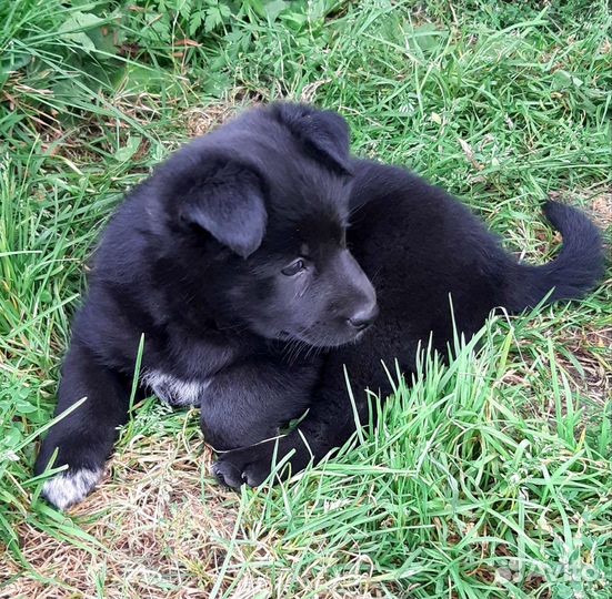 Отдам щенка в добрые руки бесплатно