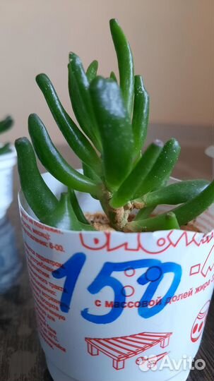 Комнатные растения