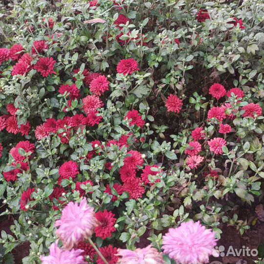 Хризантемы