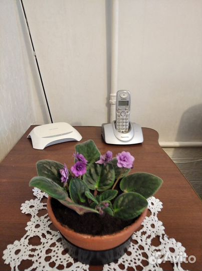 Фиалки сортовые