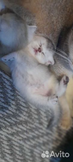 Шотландские котята