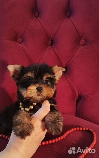 Кукольные малыши