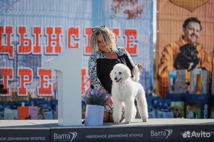 Щенки пуделя