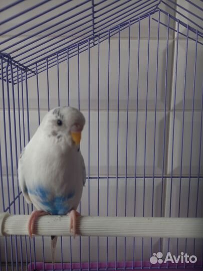 Волнистый попугай с клеткой и кормом