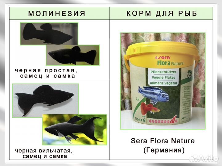 Аквариумные рыбки