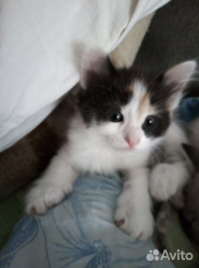 Котёнок бесплатно