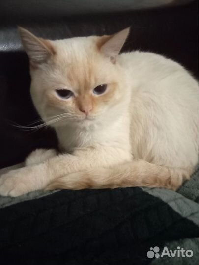 Кот вязка