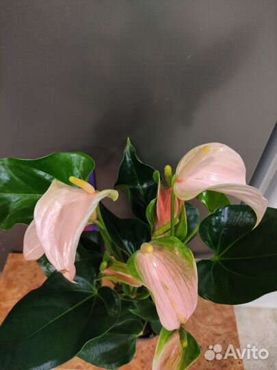 Антуриум Джоли розовый