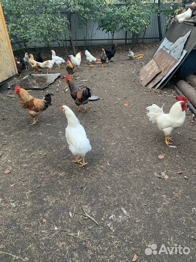 Молодые петушки