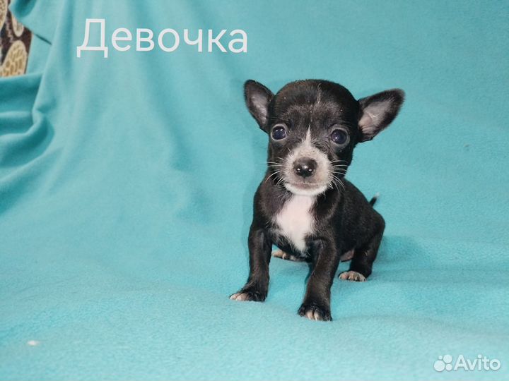 Щенки чихуахуа