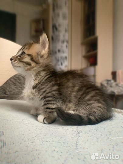 Котята манчкина