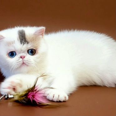 Экзотический короткошёрстный котёнок