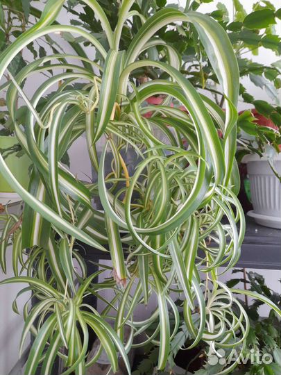 Хлорофитум кудрявый