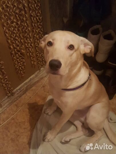 Золотой мальчик хочет в добрые и любящие руки