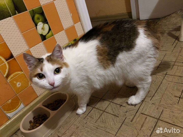 Домашние кошки