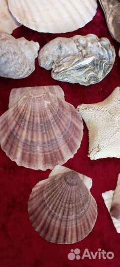 Ракушки камни мор.звезда японское море