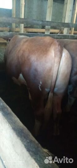 Мясо телятина, говядина