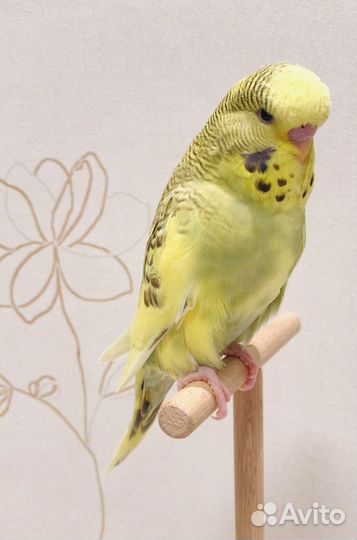 Выставочные волнистые попугаи