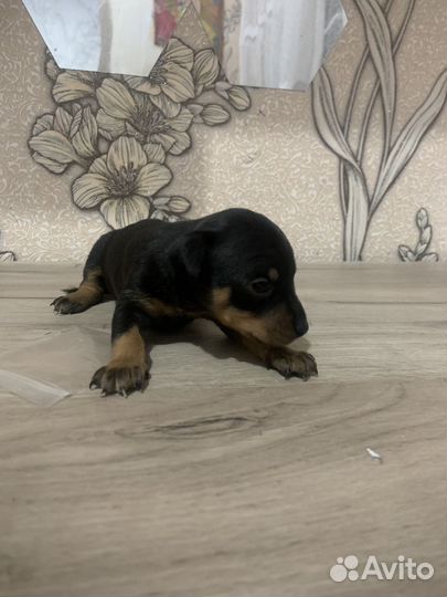 Протам той терьеров