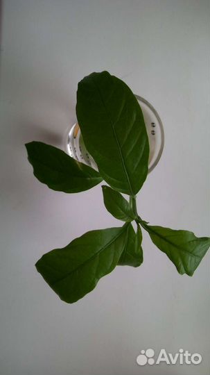 Ночной душистый жасмин/срез