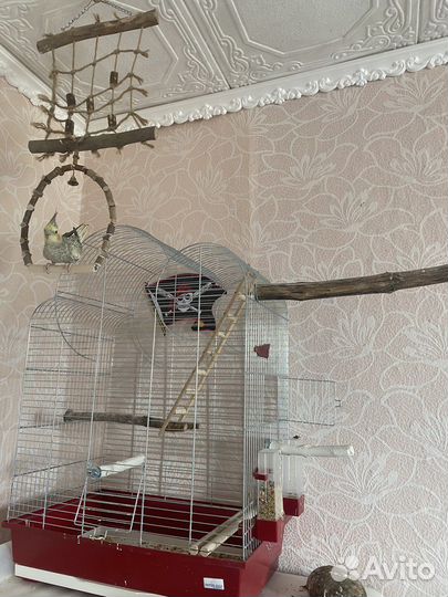 Клетка для попугаев корелла и атрибутика