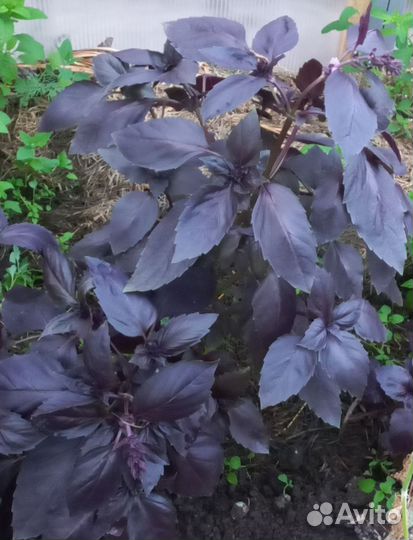 Рассада овощей