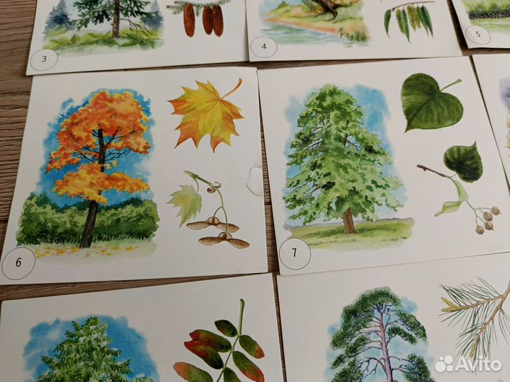 Развивающие/раздаточные карточки растения, цветы