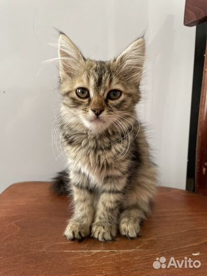 Кошки в добрые руки