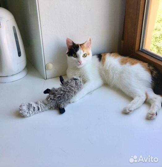 Отдам в добрые руки кота и кошечку