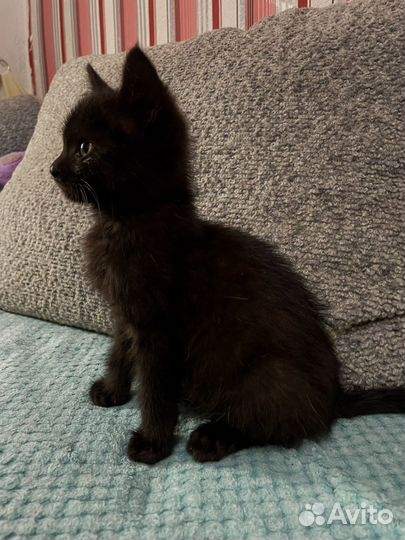 Котенок(девочка)