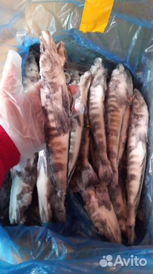 Ледяная рыба