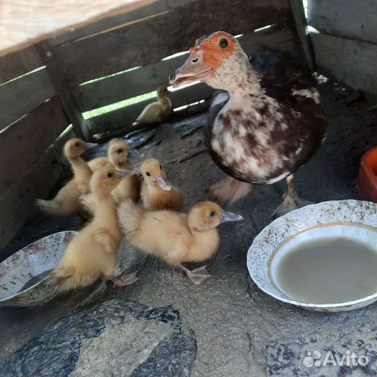 Утята индоутки