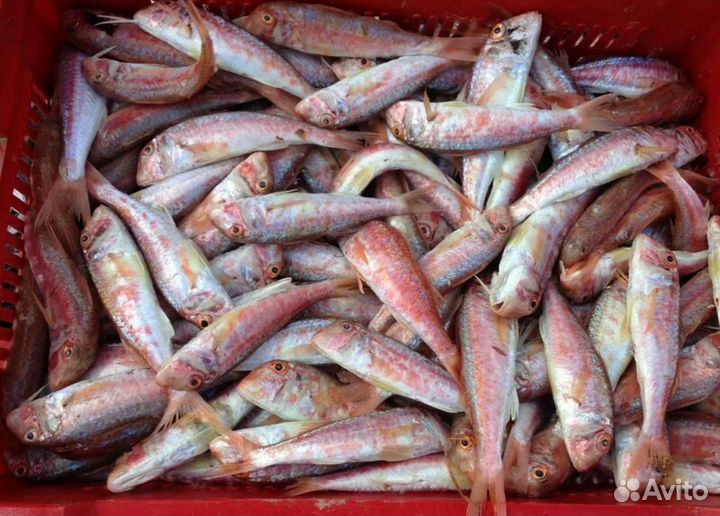 Барабулька